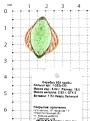 Кольцо из золочёного серебра с пл.зелёным кварцем