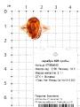 Кольцо из золочёного серебра с прес.нат.янтарём