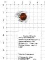 Кольцо из серебра с пресс.нат.янтарём родированное