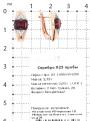 Серьги из золочёного серебра с нат.гранатом и фианитами
